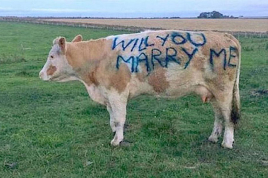 Натписом на крави запросио дјевојку 