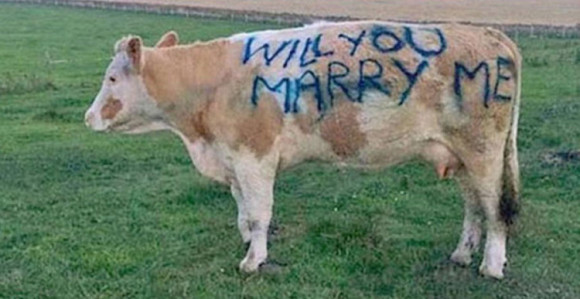 Natpisom na kravi zaprosio djevojku 