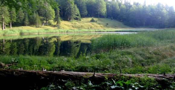 Pod minama šuma od 800 miliona KM
