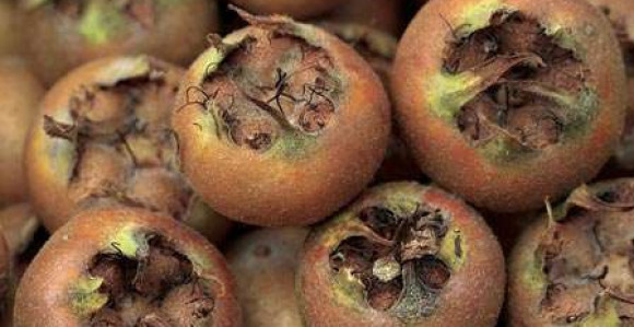 Mušmule pomažu da kosti budu čvrste