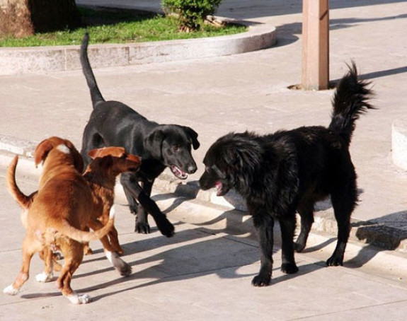 Trebinje: Čopor pasa napada prolaznike