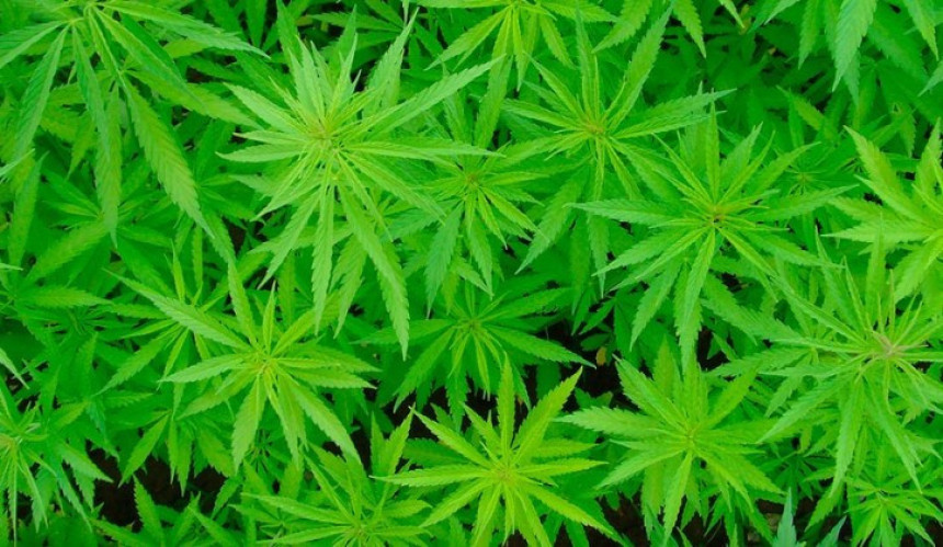 Медицинска марихуана ускоро легално у БиХ
