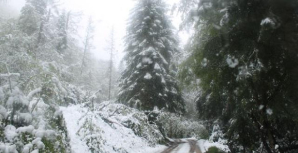 Staricu nosili dva kilometra na -25