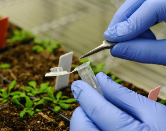 Sve što jedemo utiče na naše gene