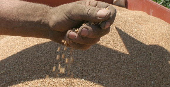 Povećan izvoz žita i brašna iz BiH