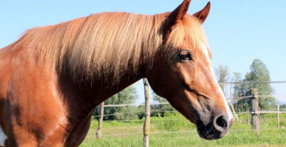 Počeo izvoz konja u EU