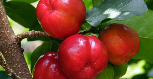 Voće sa najviše vitamina C