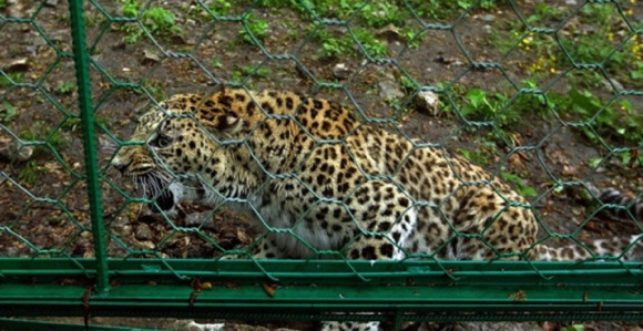 Užas u zoološkom vrtu u Ugandi