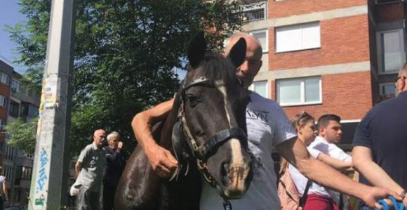 Doveden konj ispred zgrade OHR-a 