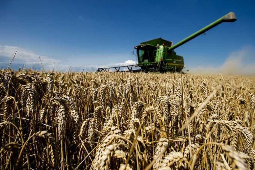 Prinos pšenice prosječan