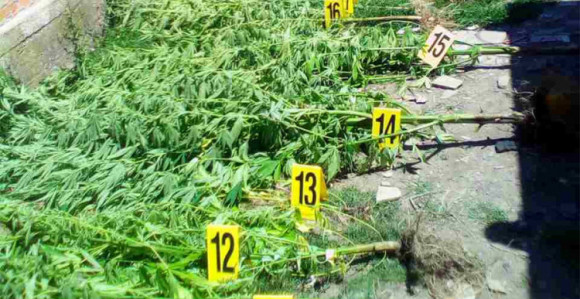 Brodac: Oduzeto 69 kg marihuane