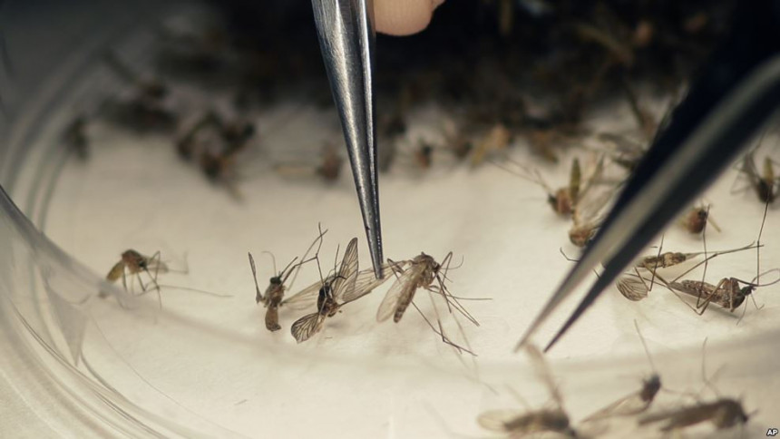 GMO komarci u borbi protiv virusa zika
