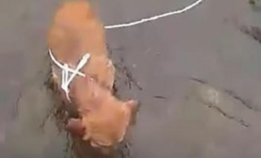 Бањалука: Оставили пса да умре у Врбасу 