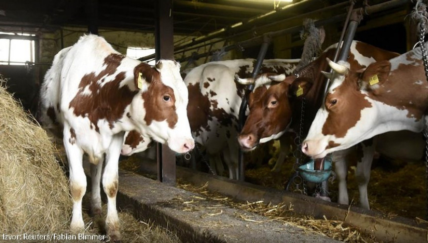 Болести говеда: БиХ нема новца за вакцине