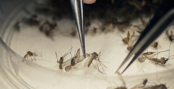 GMO komarci u borbi protiv virusa zika