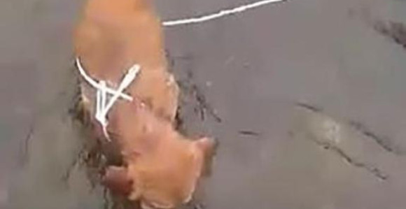 Banjaluka: Ostavili psa da umre u Vrbasu 