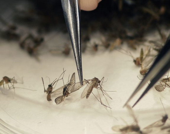 GMO komarci u borbi protiv virusa zika