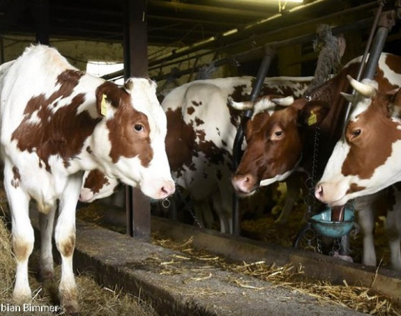 Bolesti goveda: BiH nema novca za vakcine