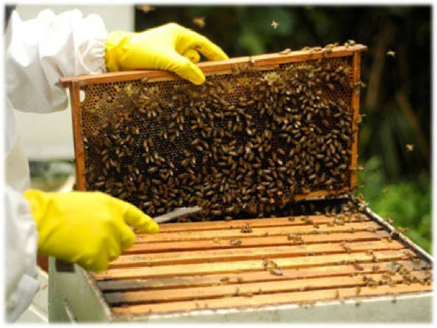 Prazna saća poskupljuju med