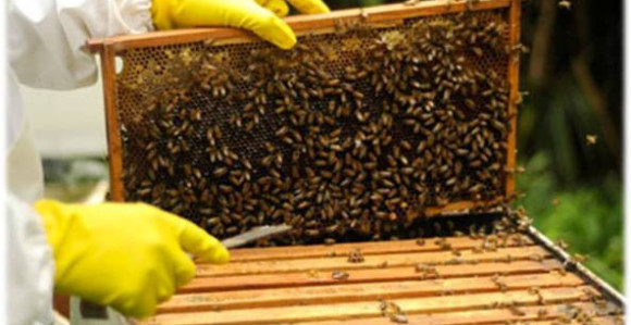 Prazna saća poskupljuju med