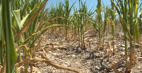 Има ли спаса за пољопривреднике?