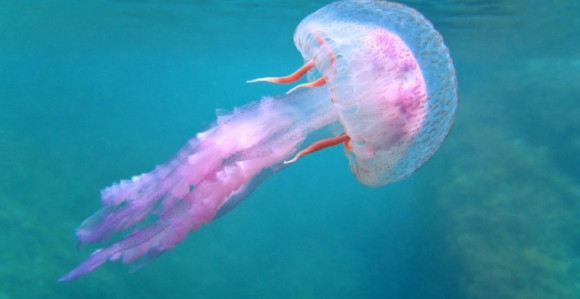Šta kad vas opeče meduza