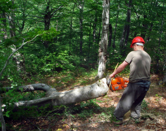 Šta se dešava u šumama Teslića?