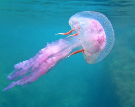 Šta kad vas opeče meduza