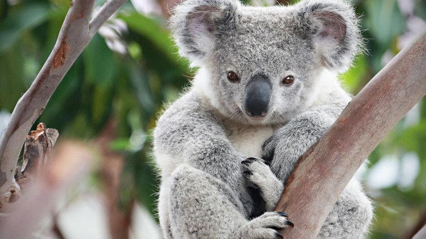 За само три деценије коале ће потпуно да нестану са земље