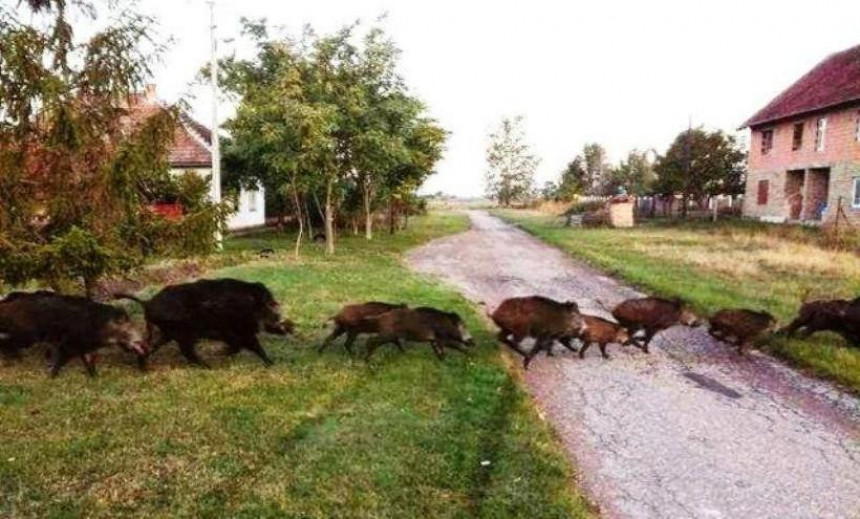 Дивље свиње протутњале селом