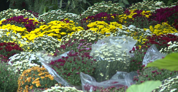 Jesenje cvijeće privlači kupce