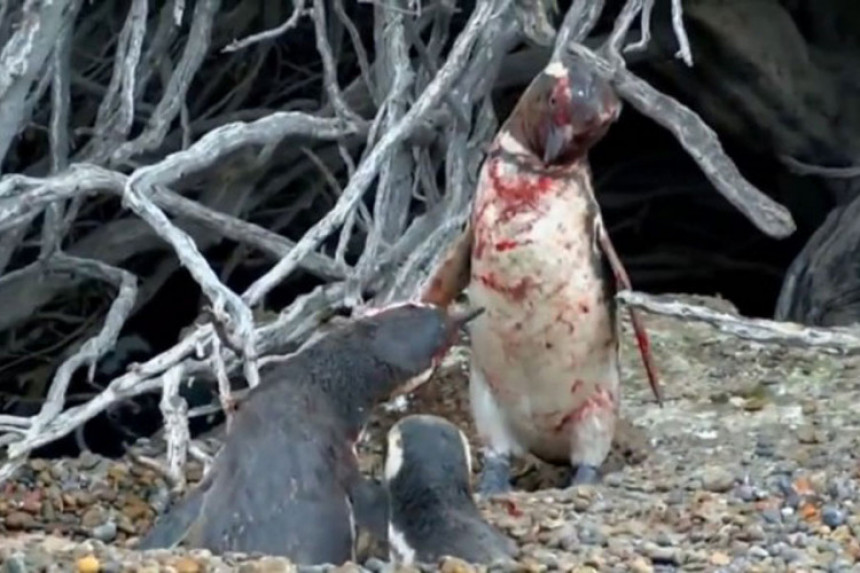 Пингвин ухватио своју женку са другим...