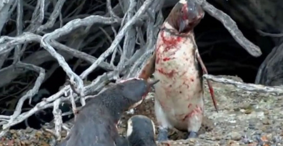 Pingvin uhvatio svoju ženku sa drugim...