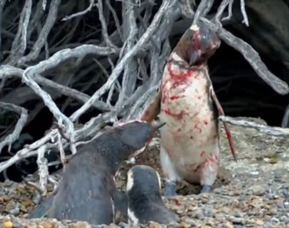 Pingvin uhvatio svoju ženku sa drugim...