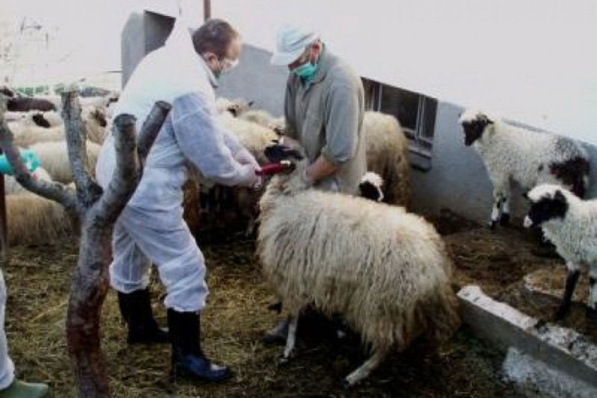 12 oboljelih od bruceloze u ZDK