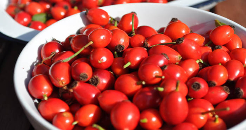 Biljka sa više vitamina C od paprike, limuna i narandže