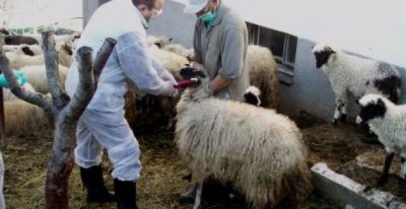 12 oboljelih od bruceloze u ZDK