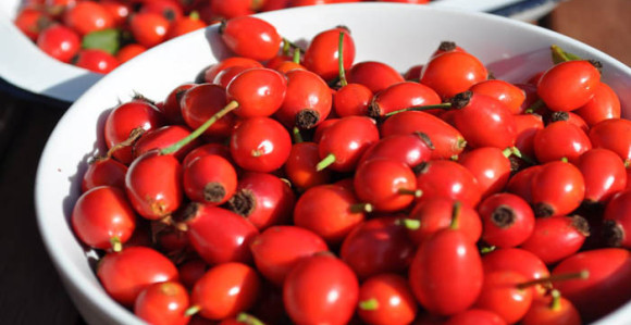 Biljka sa više vitamina C od paprike, limuna i narandže