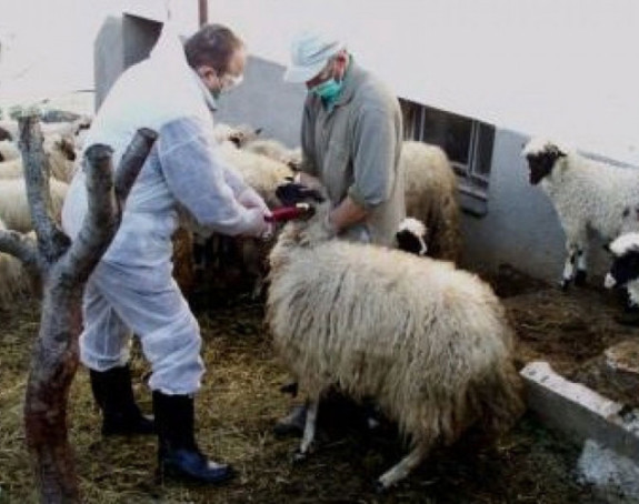 12 oboljelih od bruceloze u ZDK