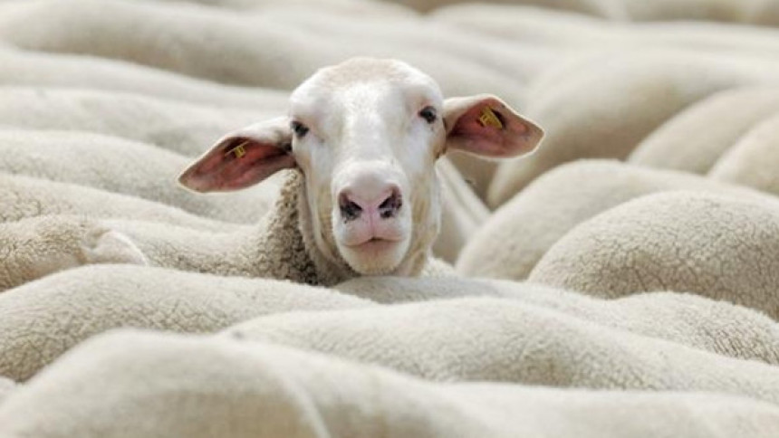 Čudo u Jajcu: Rođeno dvoglavo jagnje
