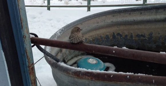 Snimak koji je oduševio internet