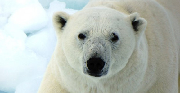 Medvedi upadaju Rusima u kuće