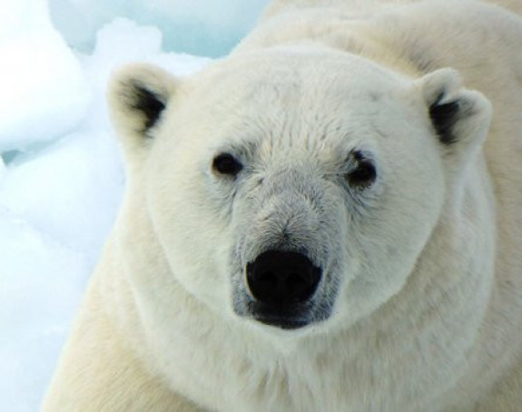 Медведи упадају Русима у куће