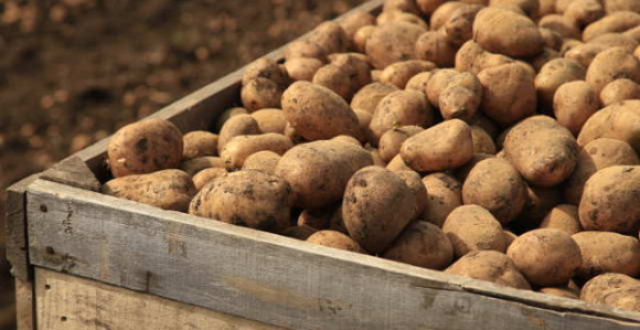 Otkrivena pošiljka zaraženog krompira