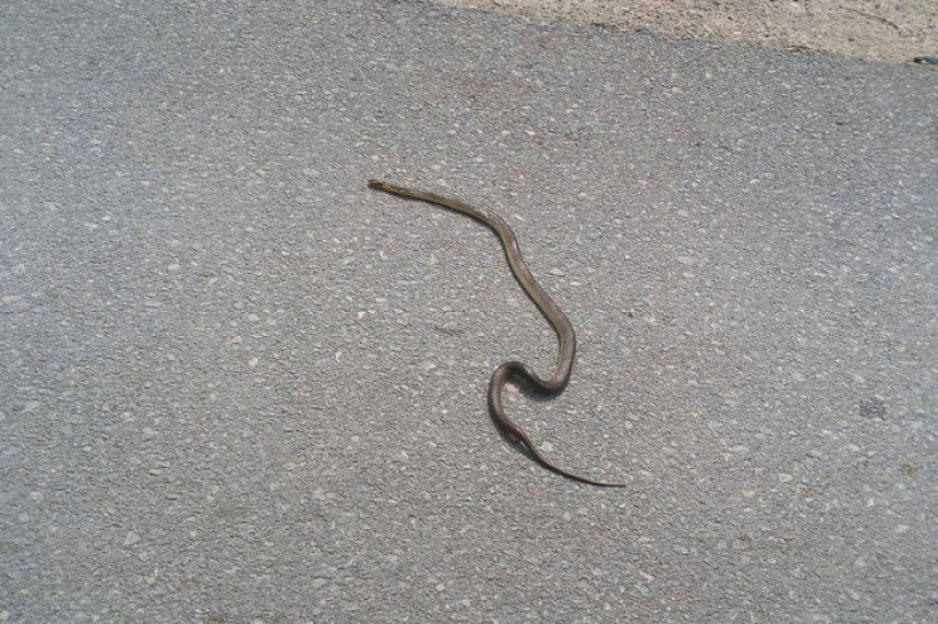U Hercegovini se pojavile zmije 