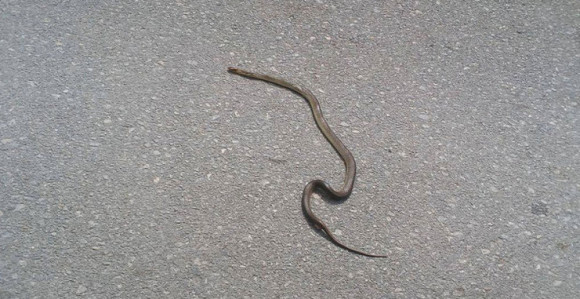 U Hercegovini se pojavile zmije 