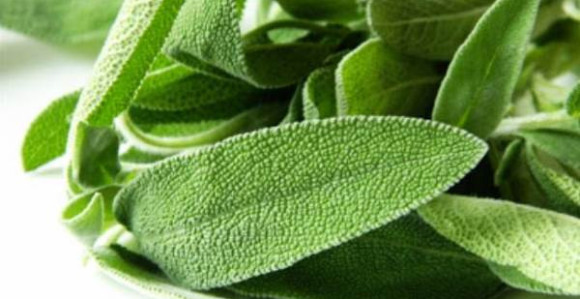 Žalfija - najljekovitija biljka na svijetu