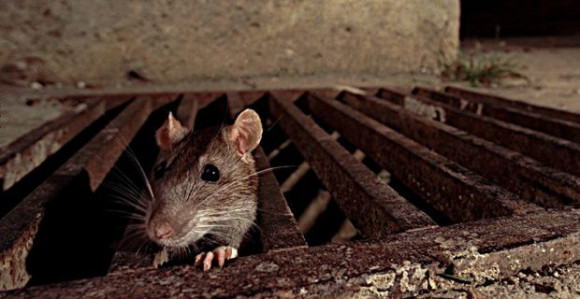 Mišja groznica hara Hrvatskom