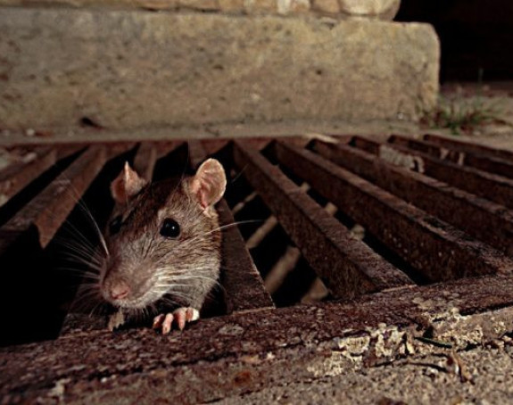 Мишја грозница хара Хрватском