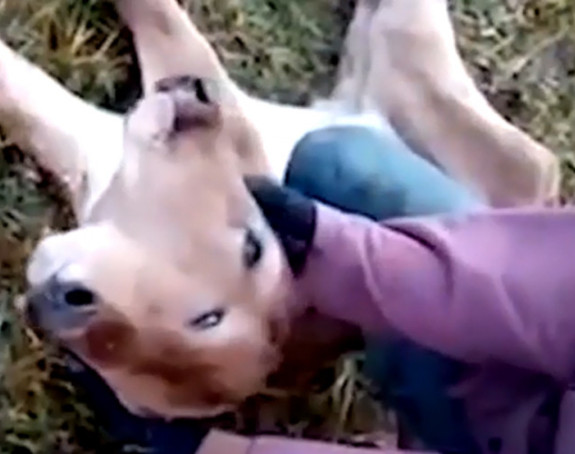 Tele rođeno s dvije glave